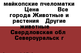  майкопские пчеломатки F-1  › Цена ­ 800 - Все города Животные и растения » Другие животные   . Свердловская обл.,Североуральск г.